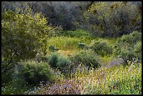 Lush vegetation in the spring, Mission Creek. Sand to Snow National Monument, California, USA ( color)