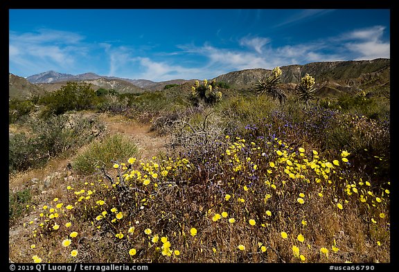 Wildflowers and yuccas on desert floor. Sand to Snow National Monument, California, USA (color)