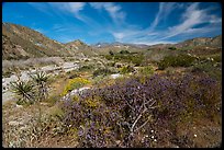 Desert wildflowers in valley, Mission Creek. Sand to Snow National Monument, California, USA ( color)