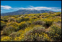 Brittlebush in bloom and San Jacinto Mountains. Sand to Snow National Monument, California, USA ( color)