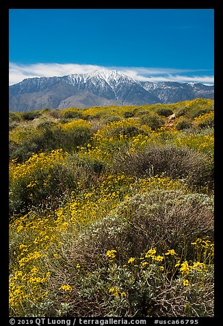 Brittlebush in bloom and San Jacinto Peak. Sand to Snow National Monument, California, USA (color)