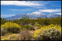Blooming Brittlebush and snowy San Jacinto Peak. Sand to Snow National Monument, California, USA ( color)