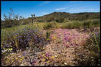 Desert Wildflowers and Flat Top Butte. Sand to Snow National Monument, California, USA ( color)