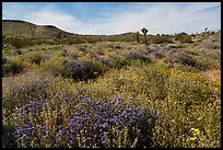 Desert wildflower carpet, Flat Top Butte. Sand to Snow National Monument, California, USA ( color)