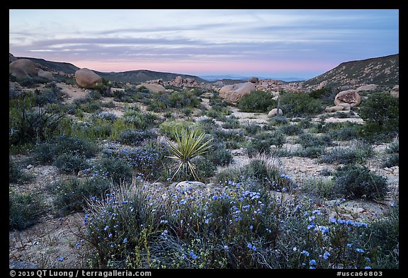 Wildflowers and yucca in valley between Flat Top Butte and Black Lava Butte. Sand to Snow National Monument, California, USA (color)