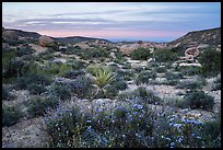 Wildflowers and yucca in valley between Flat Top Butte and Black Lava Butte. Sand to Snow National Monument, California, USA ( color)