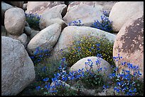 Wildflowers growing between boulders. Sand to Snow National Monument, California, USA ( color)