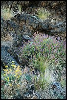 Wildflowers and lava, Fleener Chimneys. Lava Beds National Monument, California, USA ( color)
