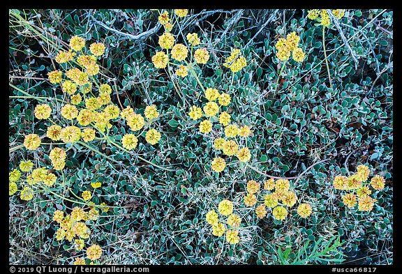 Close up of flowers. Lava Beds National Monument, California, USA (color)