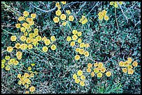 Close up of flowers. Lava Beds National Monument, California, USA ( color)