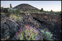 Wildflowers, entrance of Big Painted Cave, Schonchin Butte, dawn. Lava Beds National Monument, California, USA ( color)