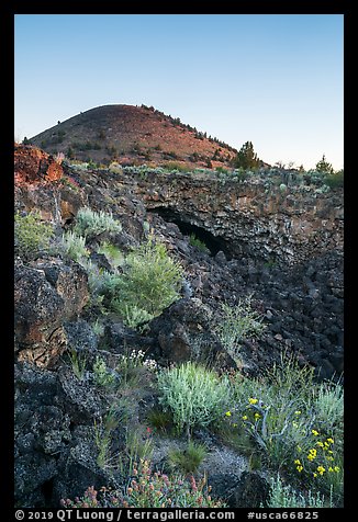 Wildflowers, Big Painted Cave, Schonchin Butte, sunrise. Lava Beds National Monument, California, USA (color)