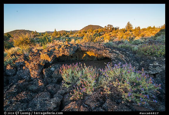 Wildflowers, lava, and distant buttes at sunrise. Lava Beds National Monument, California, USA (color)
