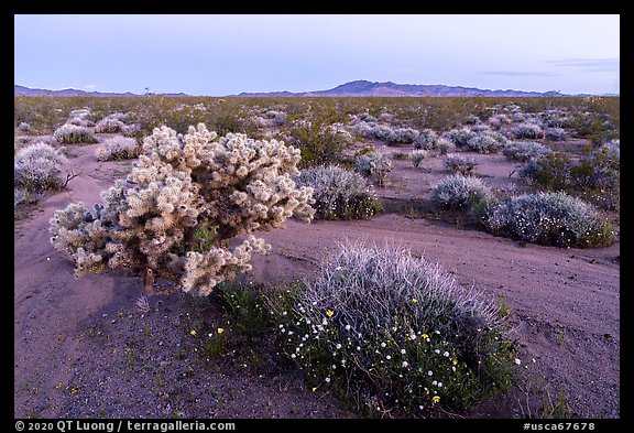 Wildflowers and Cholla cactus in Ward Valley at dawn. Mojave Trails National Monument, California, USA (color)