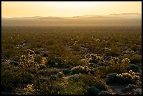 Backlit Cholla cactus at sunrise. Mojave Trails National Monument, California, USA ( color)