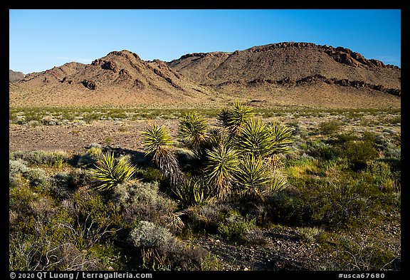 Yucca and Sacramento Mountains, Bigelow Cholla Garden Wilderness. Mojave Trails National Monument, California, USA (color)