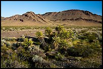 Yucca and Sacramento Mountains, Bigelow Cholla Garden Wilderness. Mojave Trails National Monument, California, USA ( color)