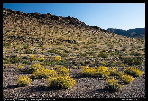 Brittlebush and Sacramento Mountains, Bigelow Cholla Garden Wilderness. Mojave Trails National Monument, California, USA (color)