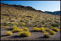 Brittlebush and Sacramento Mountains, Bigelow Cholla Garden Wilderness. Mojave Trails National Monument, California, USA ( color)