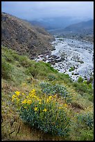 Brittlebush and Whitewater River valley. Sand to Snow National Monument, California, USA ( color)