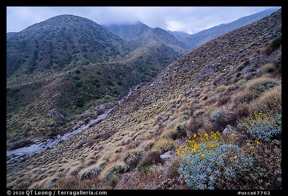 Brittlebush and cloud-capped San Bernardino Mountains. Sand to Snow National Monument, California, USA (color)