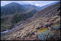 Brittlebush and cloud-capped San Bernardino Mountains. Sand to Snow National Monument, California, USA ( color)