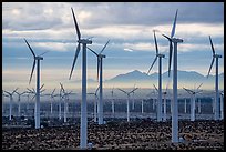 Wind turbines above Coachella Valley at sunrise. California, USA ( color)