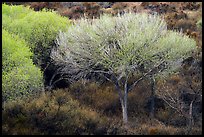 Tree with new leaves, Big Morongo Preserve. Sand to Snow National Monument, California, USA ( color)