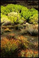 Shrubs and trees, Big Morongo Preserve. Sand to Snow National Monument, California, USA ( color)