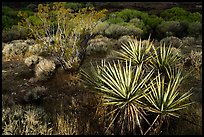 Yucca and wetlands, Big Morongo Preserve. Sand to Snow National Monument, California, USA ( color)