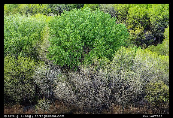 Desert oasis trees with spring leaves from above, Big Morongo Preserve. Sand to Snow National Monument, California, USA (color)