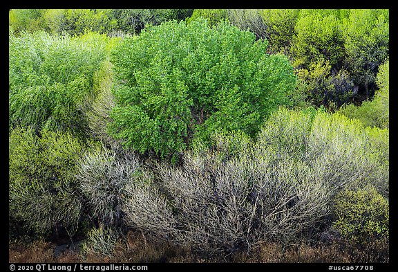 Desert oasis trees with spring leaves from above, Big Morongo Preserve. Sand to Snow National Monument, California, USA (color)