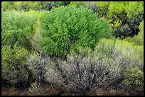 Desert oasis trees with spring leaves from above, Big Morongo Preserve. Sand to Snow National Monument, California, USA ( color)