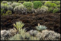 Yuccas, marsh area, and trees, Big Morongo Preserve. Sand to Snow National Monument, California, USA ( color)