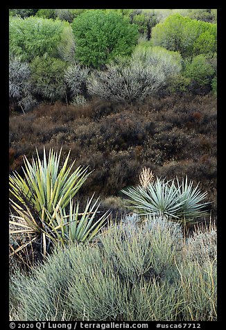 Yuccas, marsh, and trees with new leaves, Big Morongo Preserve. Sand to Snow National Monument, California, USA (color)