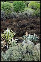 Yuccas, marsh, and trees with new leaves, Big Morongo Preserve. Sand to Snow National Monument, California, USA ( color)