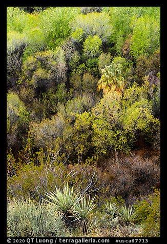 Yuccas and woodlands in the spring from above, Big Morongo Preserve. Sand to Snow National Monument, California, USA (color)
