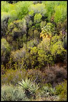 Yuccas and woodlands in the spring from above, Big Morongo Preserve. Sand to Snow National Monument, California, USA ( color)