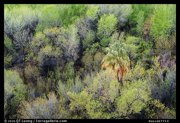 Oasis with palm tree from above, Big Morongo Preserve. Sand to Snow National Monument, California, USA (color)
