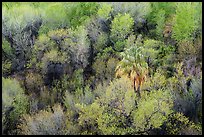 Oasis with palm tree from above, Big Morongo Preserve. Sand to Snow National Monument, California, USA ( color)