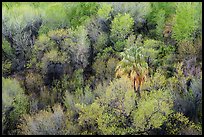 Oasis with palm tree from above, Big Morongo Preserve. Sand to Snow National Monument, California, USA ( color)