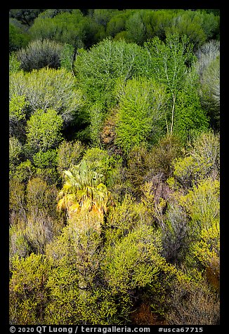 Desert oasis canopy, Big Morongo Preserve. Sand to Snow National Monument, California, USA (color)