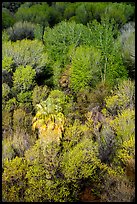 Desert oasis canopy, Big Morongo Preserve. Sand to Snow National Monument, California, USA ( color)