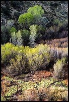 Westlands and trees from above, Big Morongo Preserve. Sand to Snow National Monument, California, USA ( color)