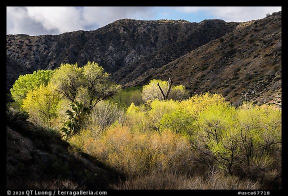 Trees in the spring in valley below Little San Bernardino Mountains, Big Morongo Preserve. Sand to Snow National Monument, California, USA (color)