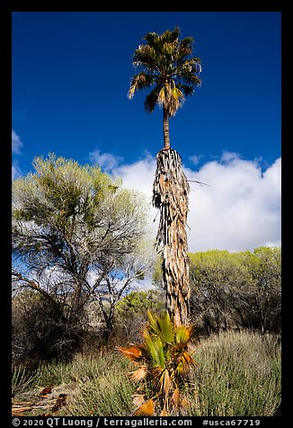 Slender native California palm tree, Big Morongo Preserve. Sand to Snow National Monument, California, USA (color)