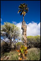 Slender native California palm tree, Big Morongo Preserve. Sand to Snow National Monument, California, USA ( color)
