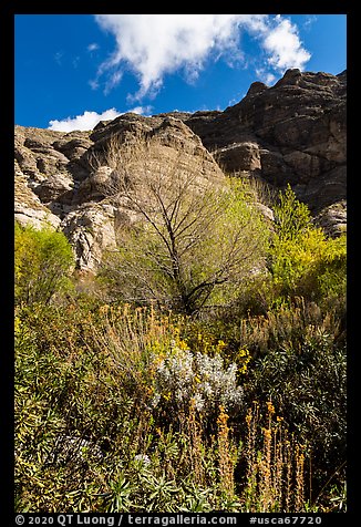 Lush springtime vegetation below cliffs, Whitewater Preserve. Sand to Snow National Monument, California, USA (color)