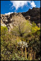 Lush springtime vegetation below cliffs, Whitewater Preserve. Sand to Snow National Monument, California, USA ( color)