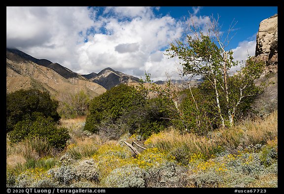 Bloomiing brittlebluh and trees in Whitewater River Valley, Whitewater Preserve. Sand to Snow National Monument, California, USA (color)